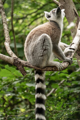 Ring- tailed lemur ( lemur catta) close up. wildlife madagaskar.