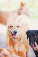 Smiling happy ginger dog in summer, portrait