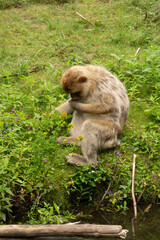Obraz premium Close up of a wild macaque or Gibraltar monkey, one of the most famous attractions of the British overseas territory. Barbary macaques (berberaffe)