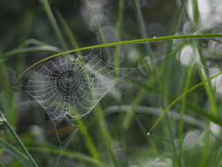 Spider web on the grass with selective focus and nature light in the morning.