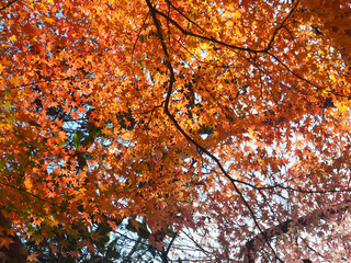 Red and orange leaves on maple tree