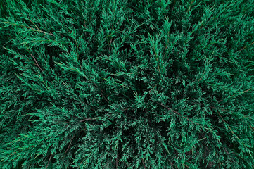 Top view of green juniper bush