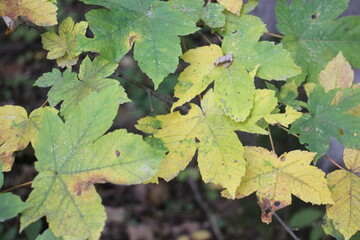 Blätter im Herbst