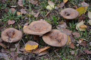 Champignons