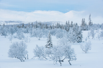 Snow covered trees in front of mountains