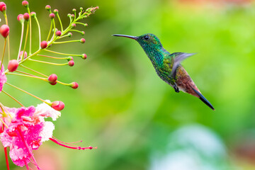 Copper-rumped hummingbird feeding on Pride of Barbados flowers in a garden. hummingbirds and flowers, bird in flight, wildlife in nature.