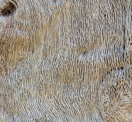 Bark wood in nature texture