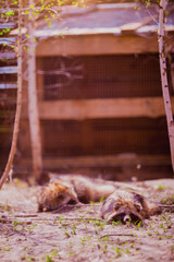 Raccoon dog rescued from fur production resting in nature