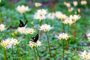 日本の秋に咲く満開の白い曼珠沙華の間を飛び回り密を吸う黒いアゲハ蝶