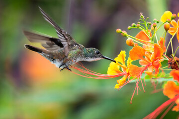 White-chested Emerald hummingbird feeding on Pride of Barbados flowers in a garden. hummingbirds and flowers, bird in flight, wildlife in nature.