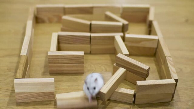 Pet Hamster Escapes Cage. Cute pet hamster jailbreaks out of his cage in a child's room.