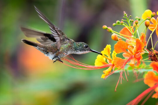 White-chested Emerald hummingbird feeding on Pride of Barbados flowers in a garden. hummingbirds and flowers, bird in flight, wildlife in nature.