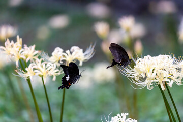 日本の秋に咲く満開の白い曼珠沙華の間を飛び回り密を吸う黒いアゲハ蝶