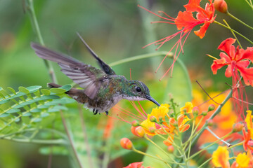 White-chested Emerald hummingbird feeding on Pride of Barbados flowers in a garden. hummingbirds and flowers, bird in flight, wildlife in nature.