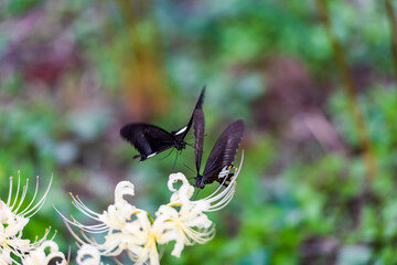 日本の秋に咲く満開の白い曼珠沙華の間を飛び回り密を吸う黒いアゲハ蝶