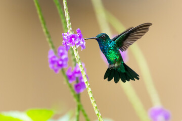 A Blue-chinned Sapphire hummingbird feeding on a Vervain plant in a tropical garden. hummingbirds and flowers, bird in flight, wildlife in nature. © Chelsea Sampson
