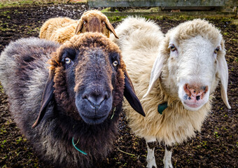 nice sheeps at the european alps
