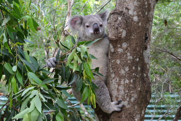 Koala holding leaves in tree