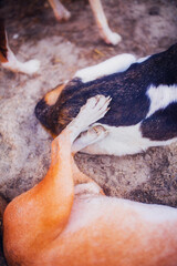 Dog paws close up, dogs playing, dog paw