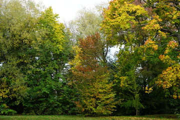 Herbstliche Baumlandschaft einer Berliner Grünanlage