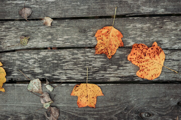 Autumn orange leaves on wooden background. Fall vibes