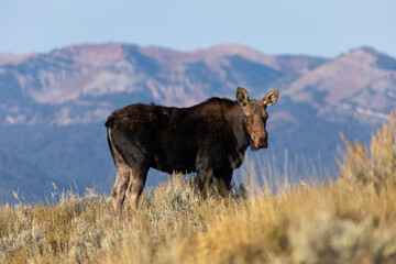 Cow Shiras Moose in Wyoming in Autumn