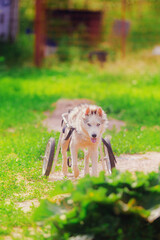 Happy dog ​​on a wheelchair walks in the summer on a sunny day