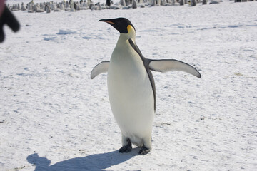 Fototapeta na wymiar Antarctica emperor penguin close up on a sunny winter day