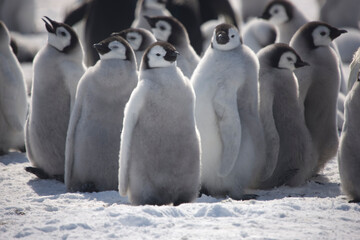 Antarctica emperor penguin chicks close up on a sunny winter day