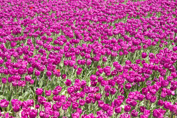 Naklejka premium tulips in the tulip farm