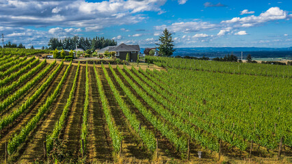 Brooks Wines, Amity, Willamette Valley, Oregon, USA