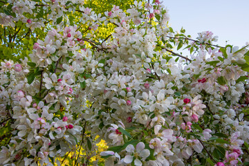 Weeping crab apple, Malus 'Sun Rival', in bloom. Branches covered with white blossom and pink buds....