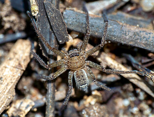 spider on the ground