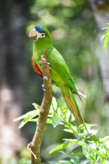 A green bird Maracanã-pequena (Diopsittaca nobilis) perched on a branch in Bird Park, situated in Foz do Iguaçu, Brazil.