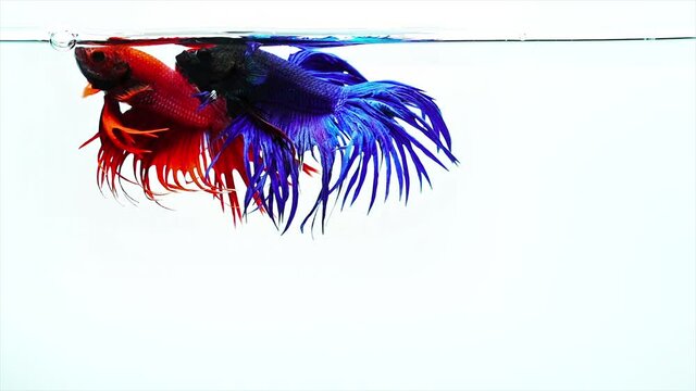 Slow motion of blue and red betta fish, fighting fish isolated on white background.