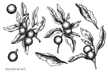 Vector set of hand drawn black and white solanum © Sad