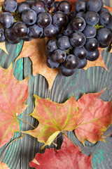 Bunches of dark blue grapes. Nearby are autumn maple leaves. Against the background of pine boards,...