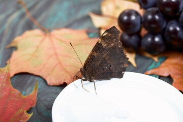 Naklejka premium Butterfly Peacock's Eye eats sugar syrup on a cotton ball. Nearby are bunches of dark blue grapes and autumn maple leaves. Against the background of pine boards, it is black and green. Close-up shot.