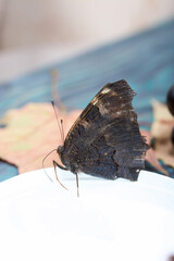 Butterfly Peacock's Eye eats sugar syrup on a cotton ball. Nearby are bunches of dark blue grapes and autumn maple leaves. Against the background of pine boards, it is black and green. Close-up shot.