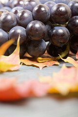 Bunches of dark blue grapes. Nearby are autumn maple leaves. Against the background of pine boards,...