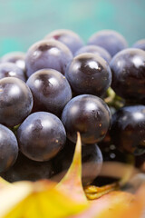Bunches of dark blue grapes. Nearby are autumn maple leaves. Against the background of pine boards, it is black and green. Close-up shot.