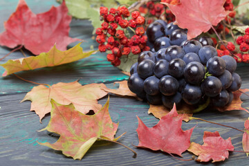 Bunches of dark blue grapes. Nearby are autumn maple leaves and a branch of mountain ash with red...