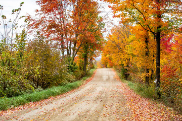 road in autumn forest
