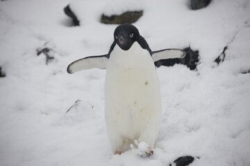 Antarctica blue eyed adelie penguin close up on a cloudy winter day