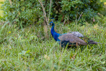 Obraz premium Blue Peafowl or Indian Peafowl with its bright blue plumage, fan-shaped crest, its black-beige plumage on its wings walking among green vegetation on a sunny summer day
