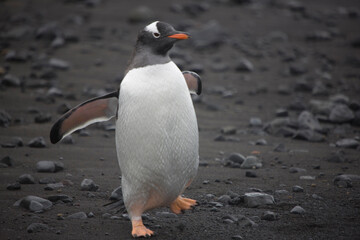 Fototapeta premium Antarctica subantarctic penguin close up on a cloudy winter day