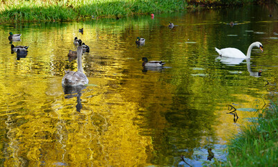 swan on the canal