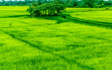 Rice cultivation in Asia in Thailand