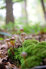 Champignons forêt humide