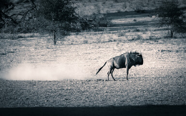 Kalahari Wildebeest 